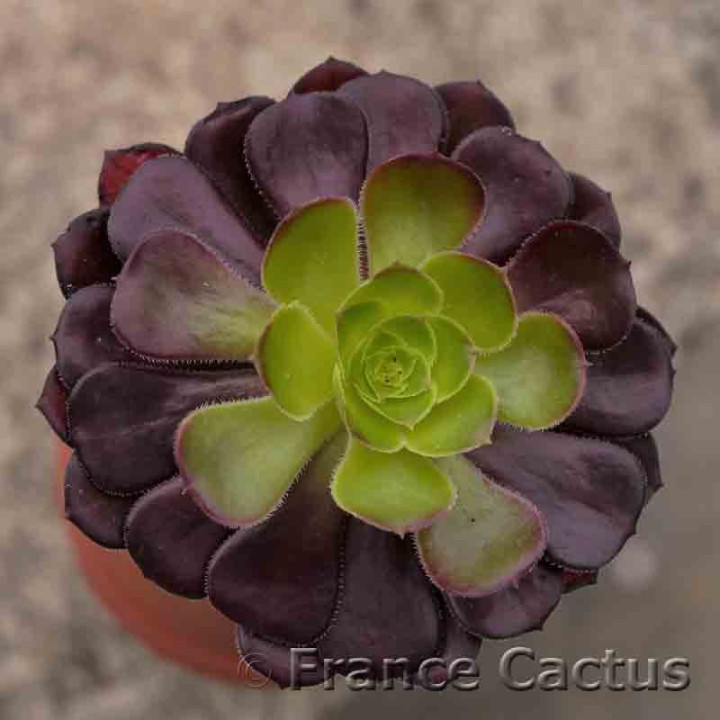 Aeonium arboreum atropurpureum foncé