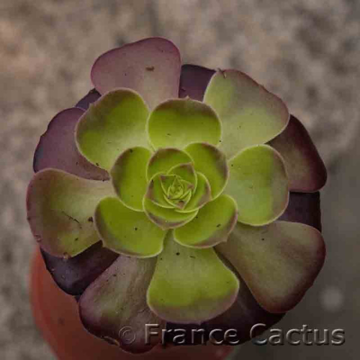 Aeonium arboreum atropurpureum claire