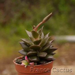 Anacampseros rufescens 1