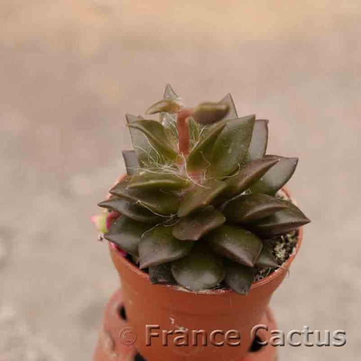 Anacampseros rufescens 2