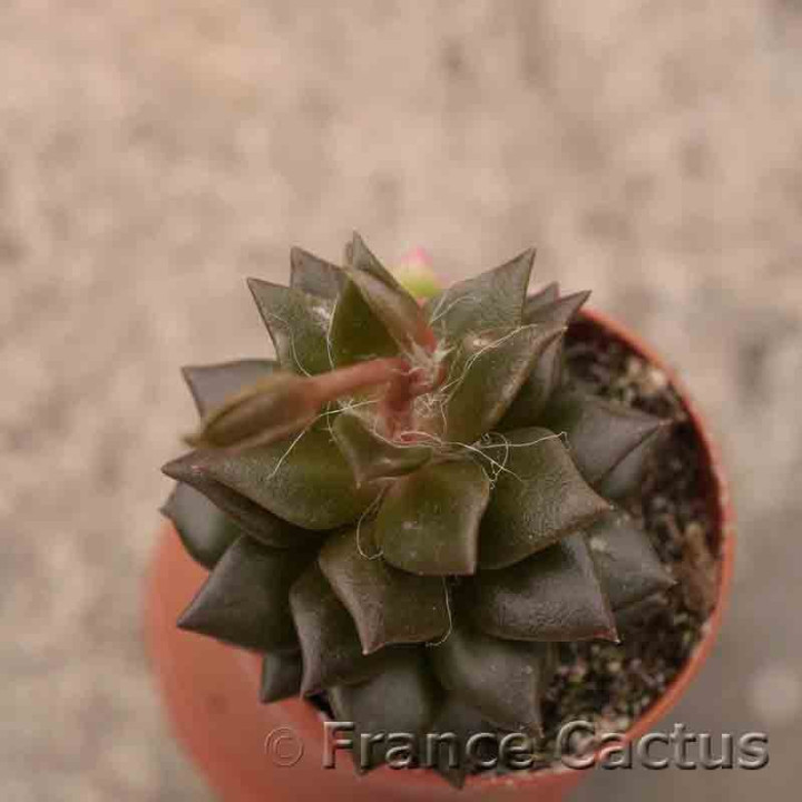 Anacampseros rufescens 3