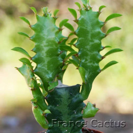 Euphorbia trigona 1