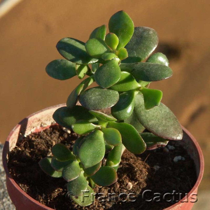 Crassula ovata 5