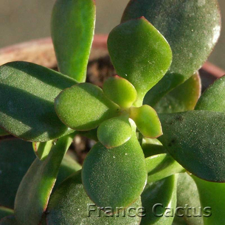 Crassula ovata 6
