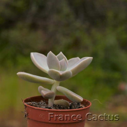 Graptopetalum paraguayense 1