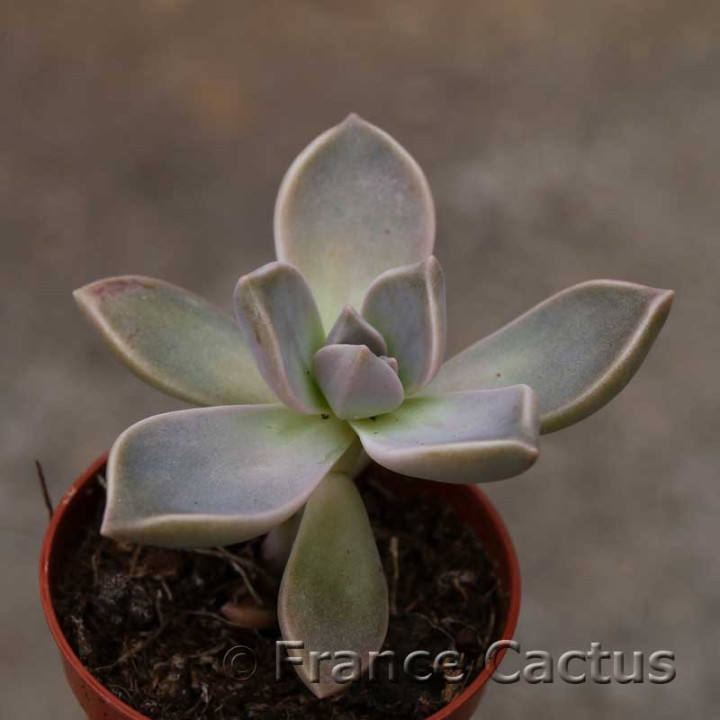 Graptopetalum paraguayense 2