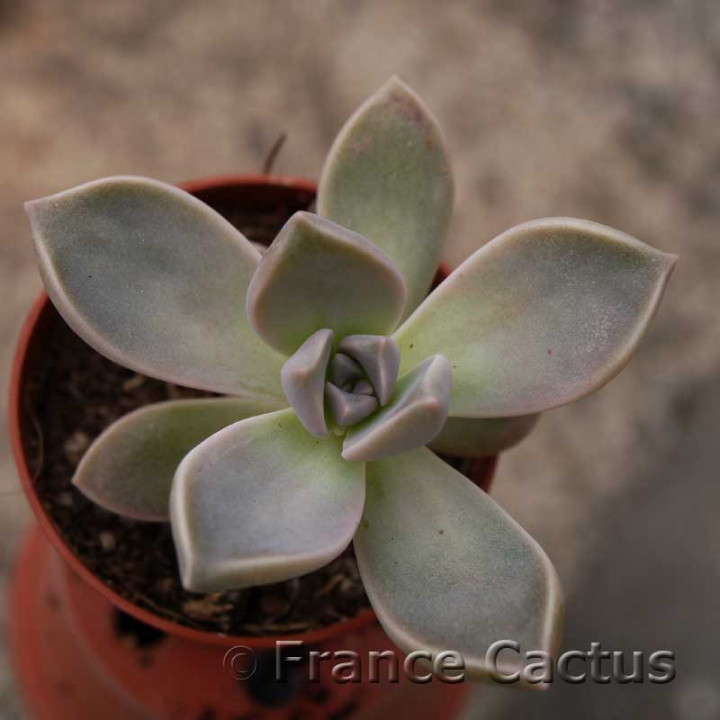 Graptopetalum paraguayense 3