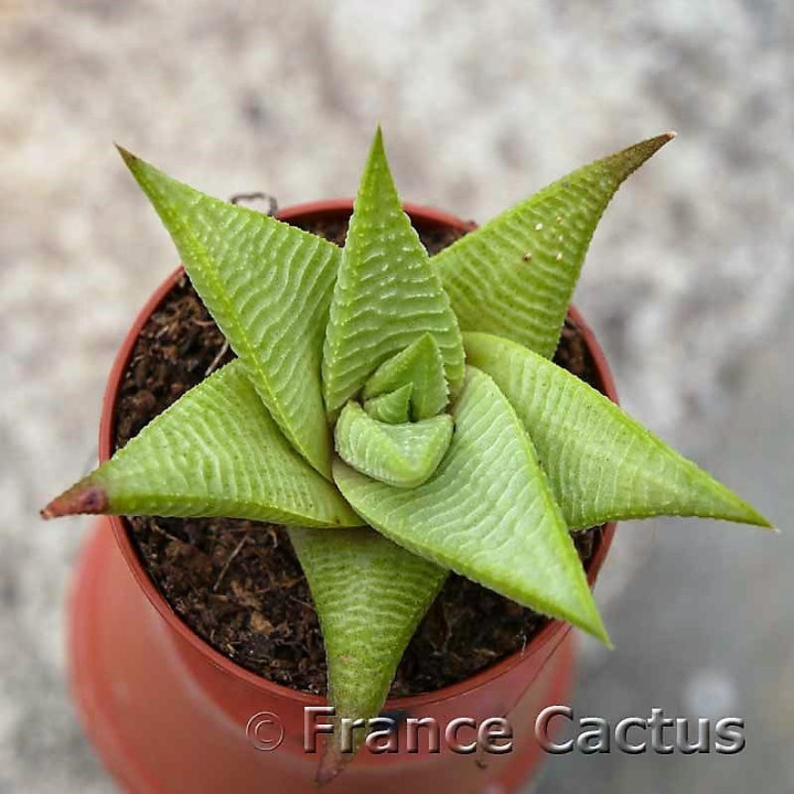 Haworthia limifolia Barbenton 5