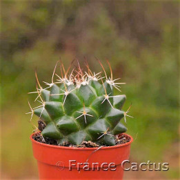 Mammillaria bernalensis 1