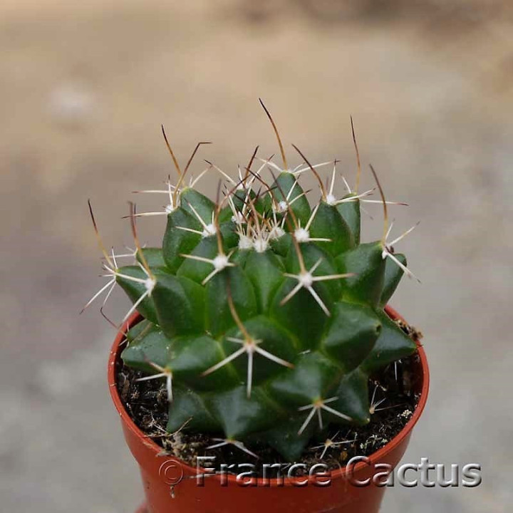 Mammillaria bernalensis 2