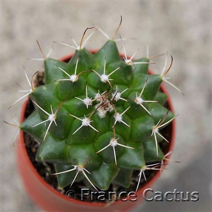 Mammillaria bernalensis 3