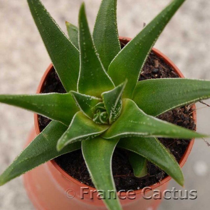 Haworthia herbacea 3