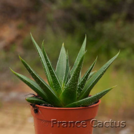 Haworthia herbacea 1