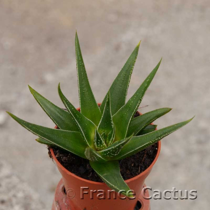 Haworthia herbacea 2