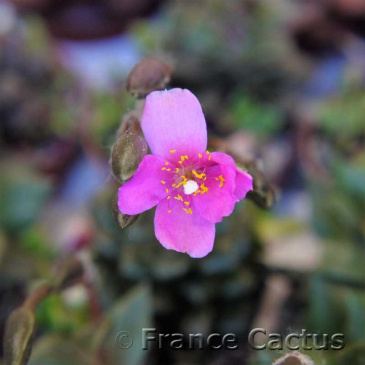 Anacampseros rufescens 4