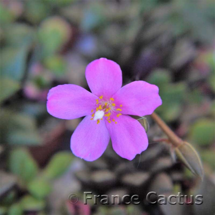 Anacampseros rufescens 5