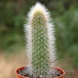 Cleistocactus vulpis-cauda 1