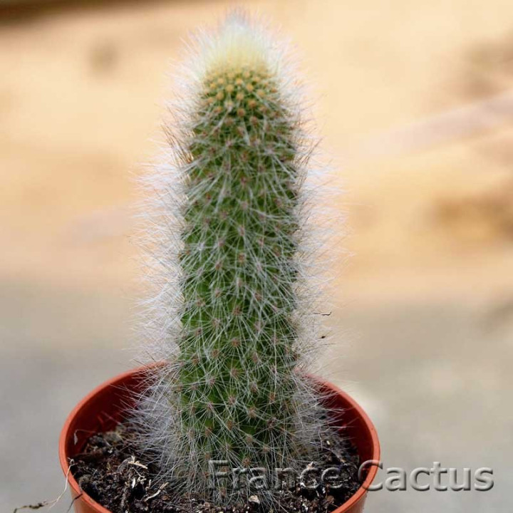 Cleistocactus vulpis-cauda 2