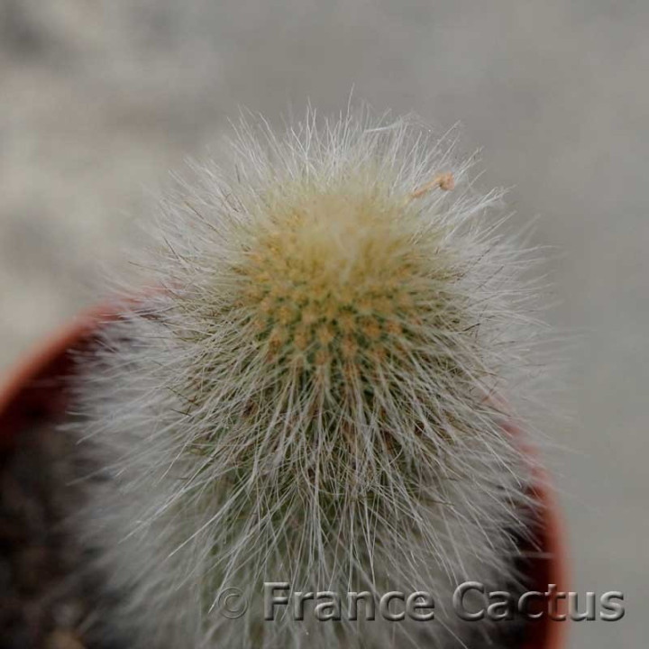 Cleistocactus vulpis-cauda 3