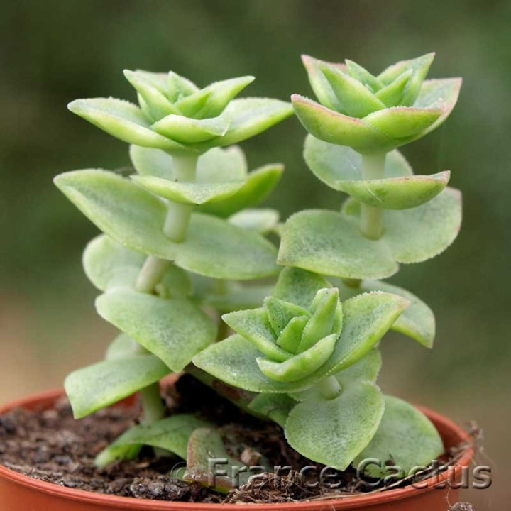 Crassula perforata 1