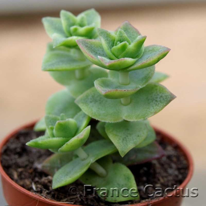 Crassula perforata 2