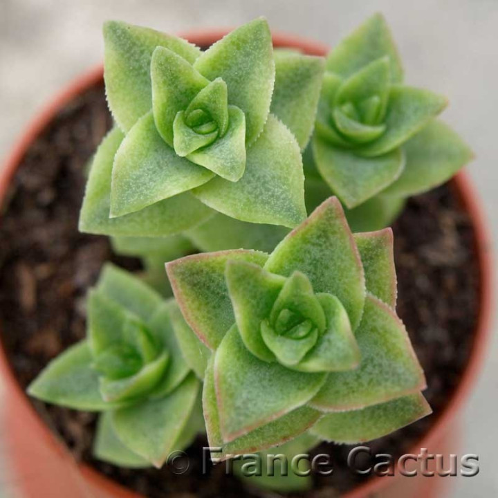 Crassula perforata 3