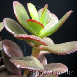 Crassula Ovata "minor" Syn. Portulacea 
