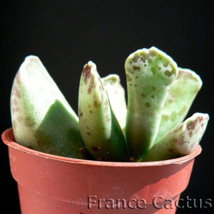Adromischus Cooperi pot de 5