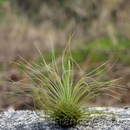 Tillandsia Argentea 2