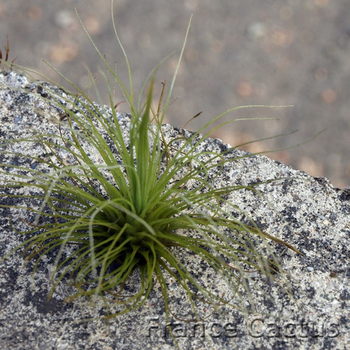 Tillandsia Argentea 3