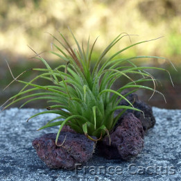 Tillandsia ionantha vert 1