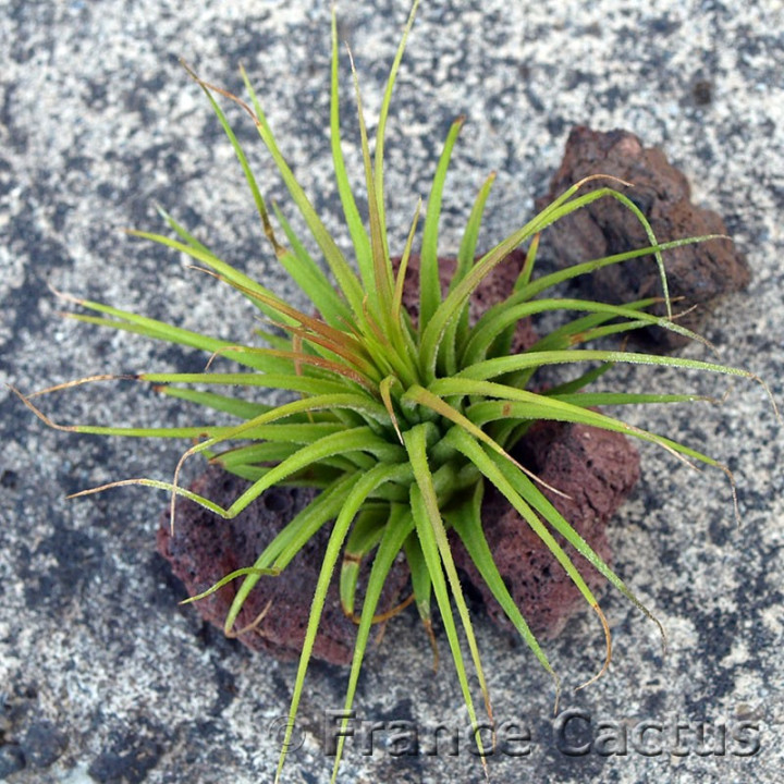 Tillandsia ionantha vert 2