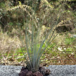 Tillandsia Juncea 1