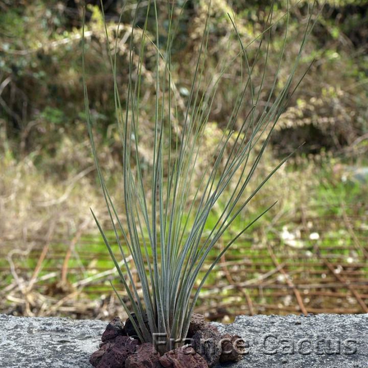 Tillandsia Juncea 1