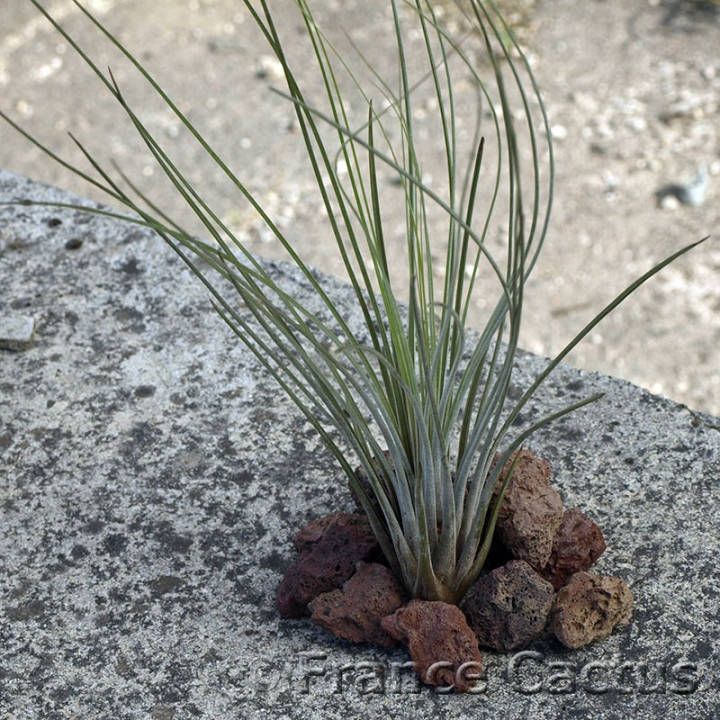 Tillandsia Juncea 2