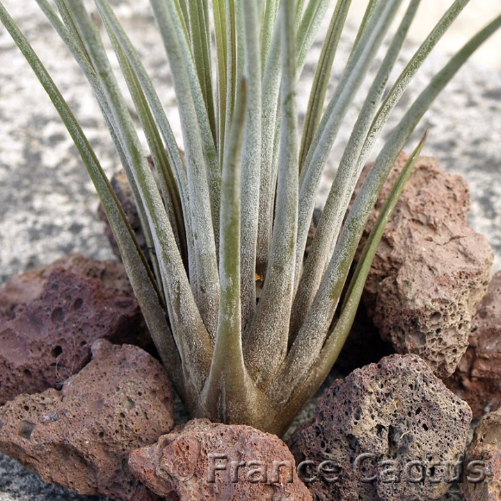 Tillandsia Juncea 3