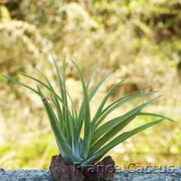 Tillandsia Abdicta 1