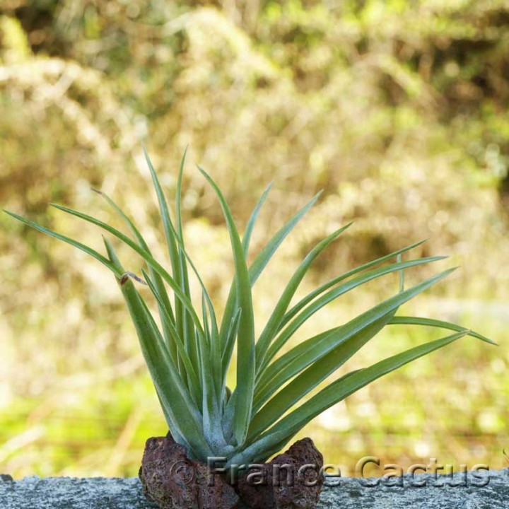Tillandsia Abdicta 1