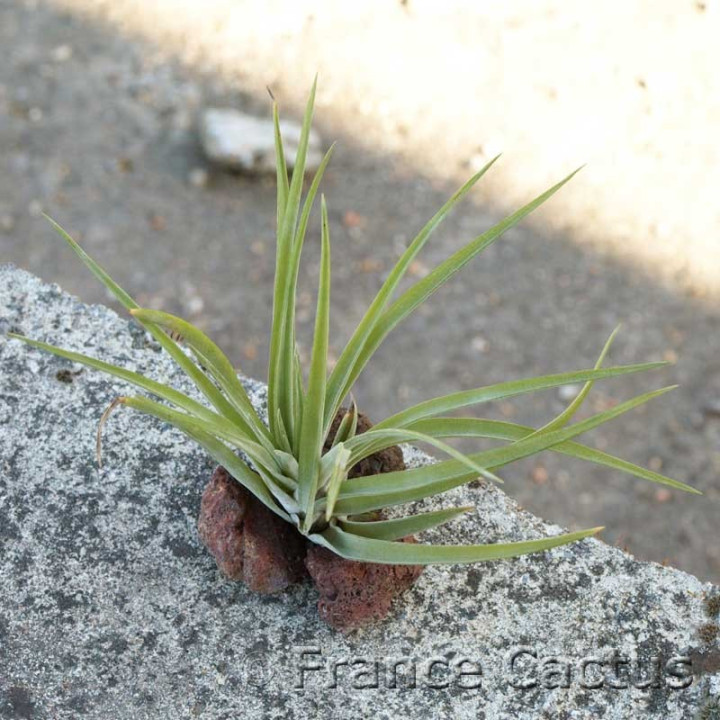 Tillandsia Abdicta 2