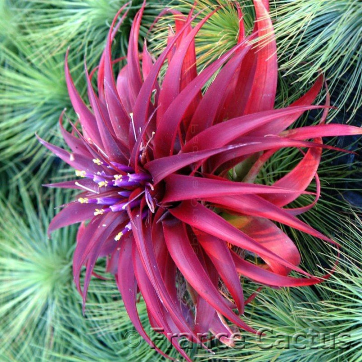 Tillandsia Abdicta 3