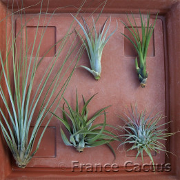 tillandsia lot