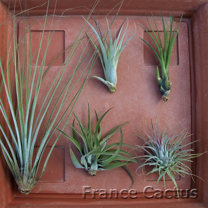 tillandsia lot