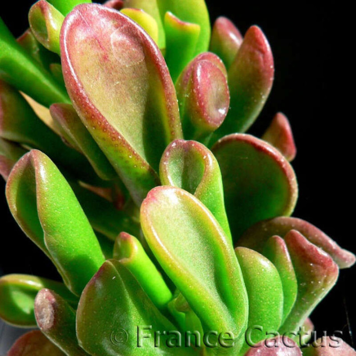 Crassula ovata cv gollum détail
