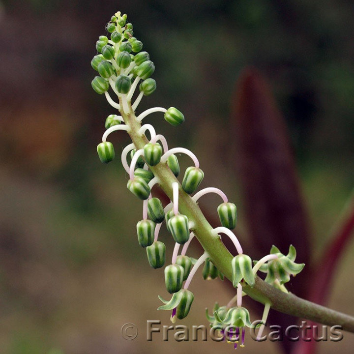 Ledebouria Socialis 4