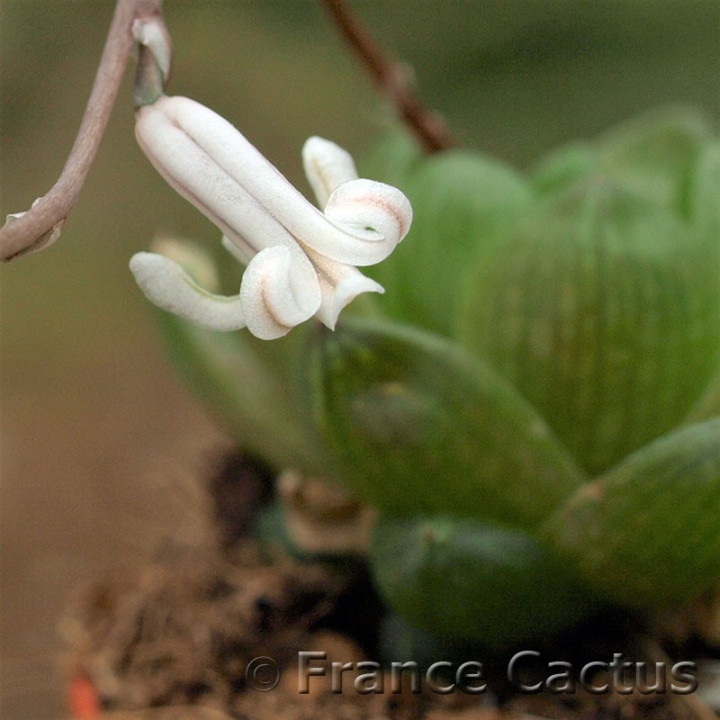 Haworthia obtusa  6