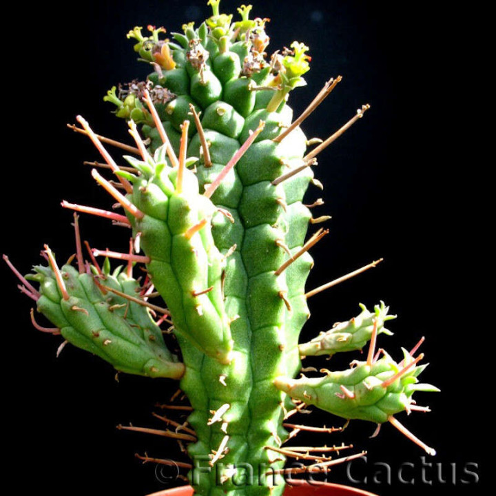 Euphorbia Fimbriata 1