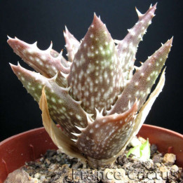 Aloe Juvenna pot de 5