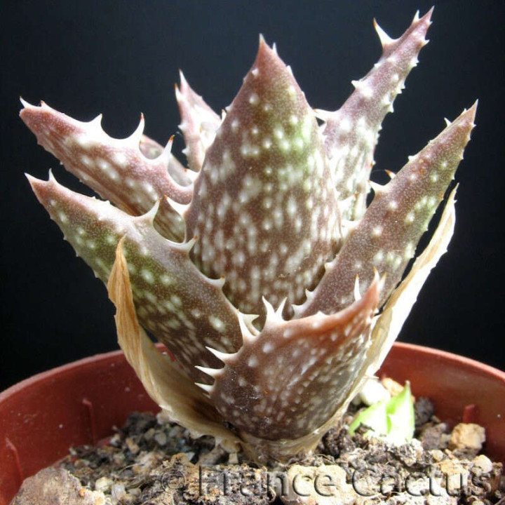 Aloe Juvenna pot de 5