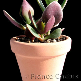 Pot en Terre Brique 6,3 cm/5