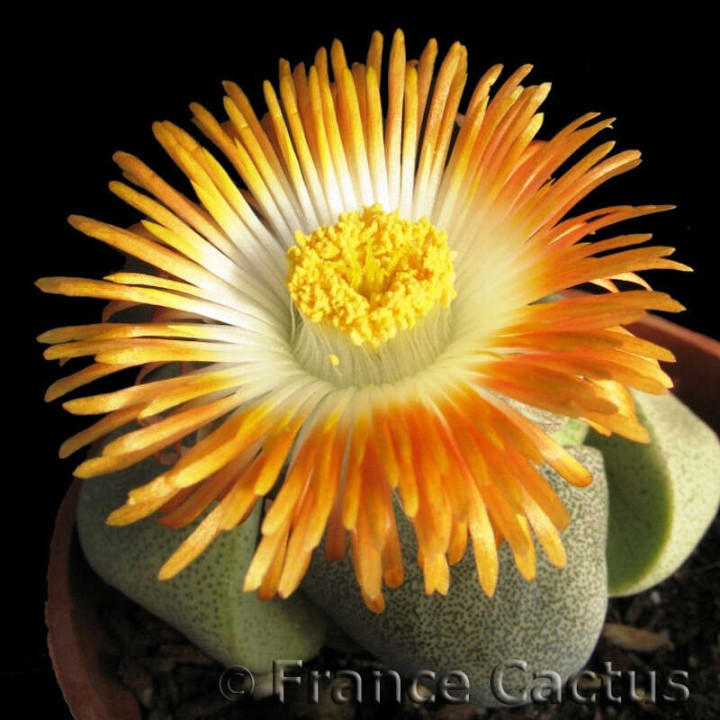 Pleiospilos Nelii bouton